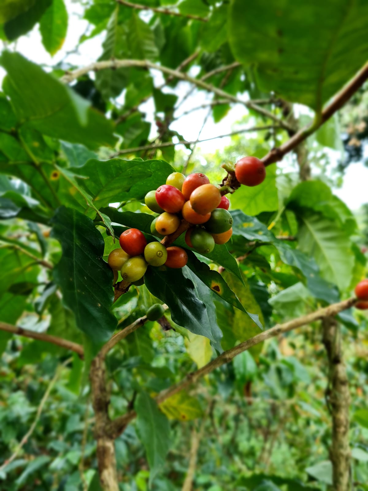 Finca en Ataco, Ahuachapan, fotografía 2