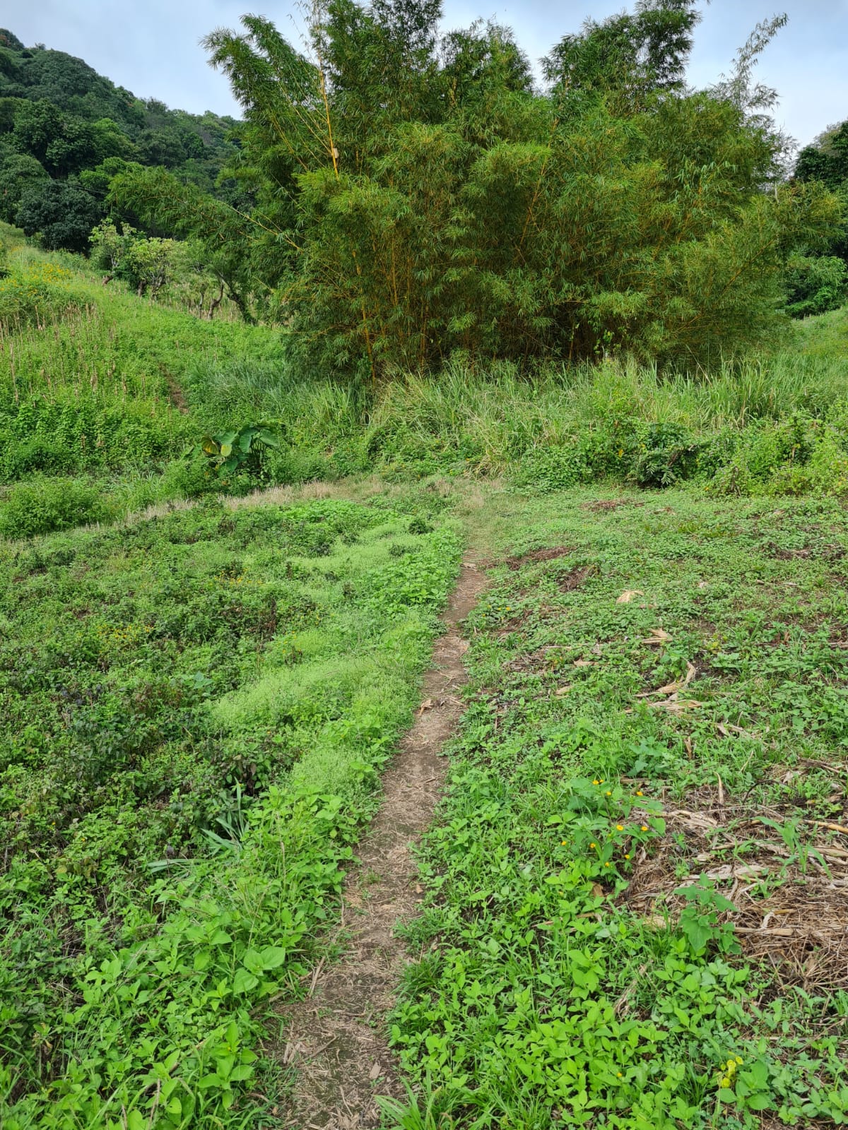 Finca en Ataco, Ahuachapan, fotografía 3