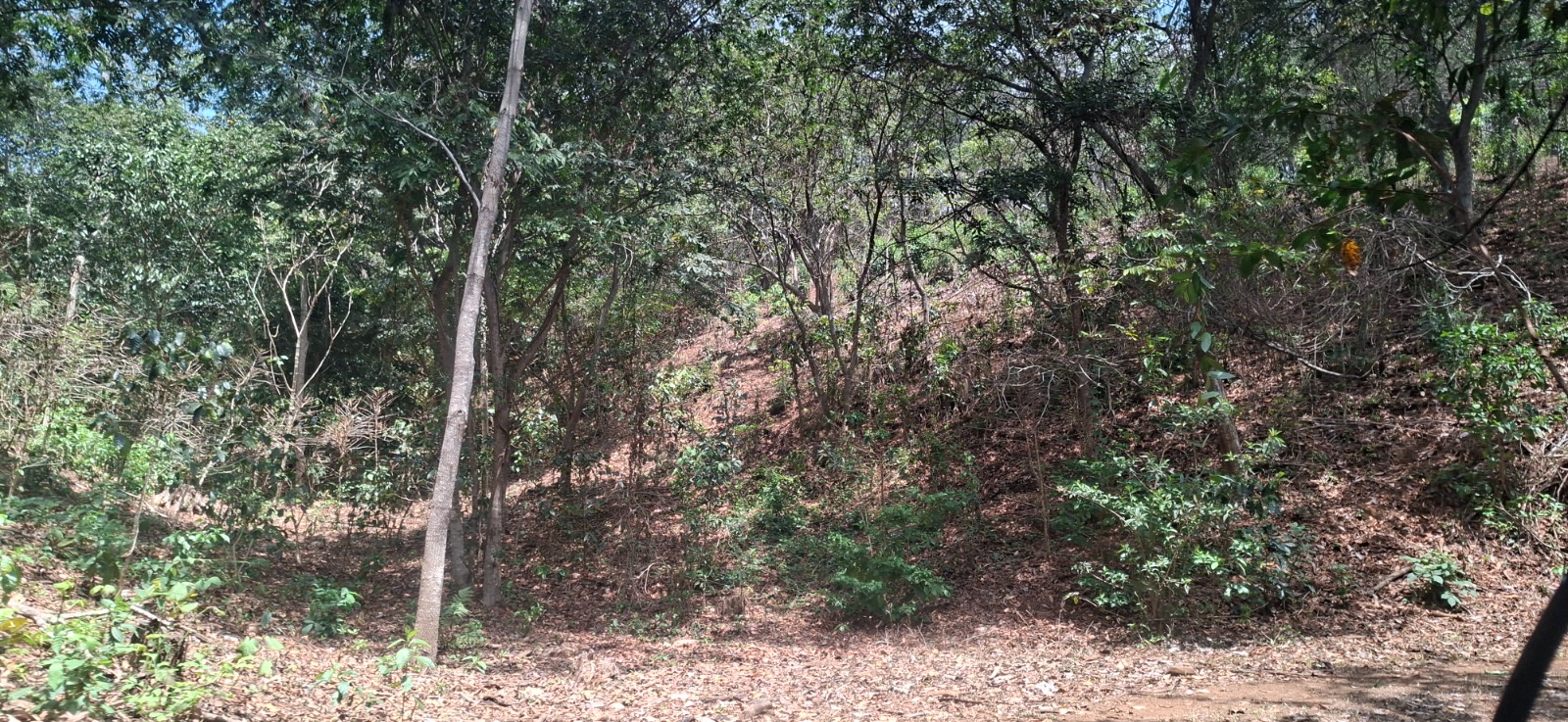 Terreno en Cantón Flor Amarilla Abajo Santa Ana, fotografía 6