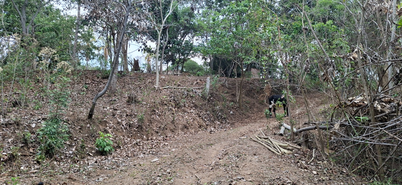 Terreno en Cantón Flor Amarilla Abajo Santa Ana, fotografía 7