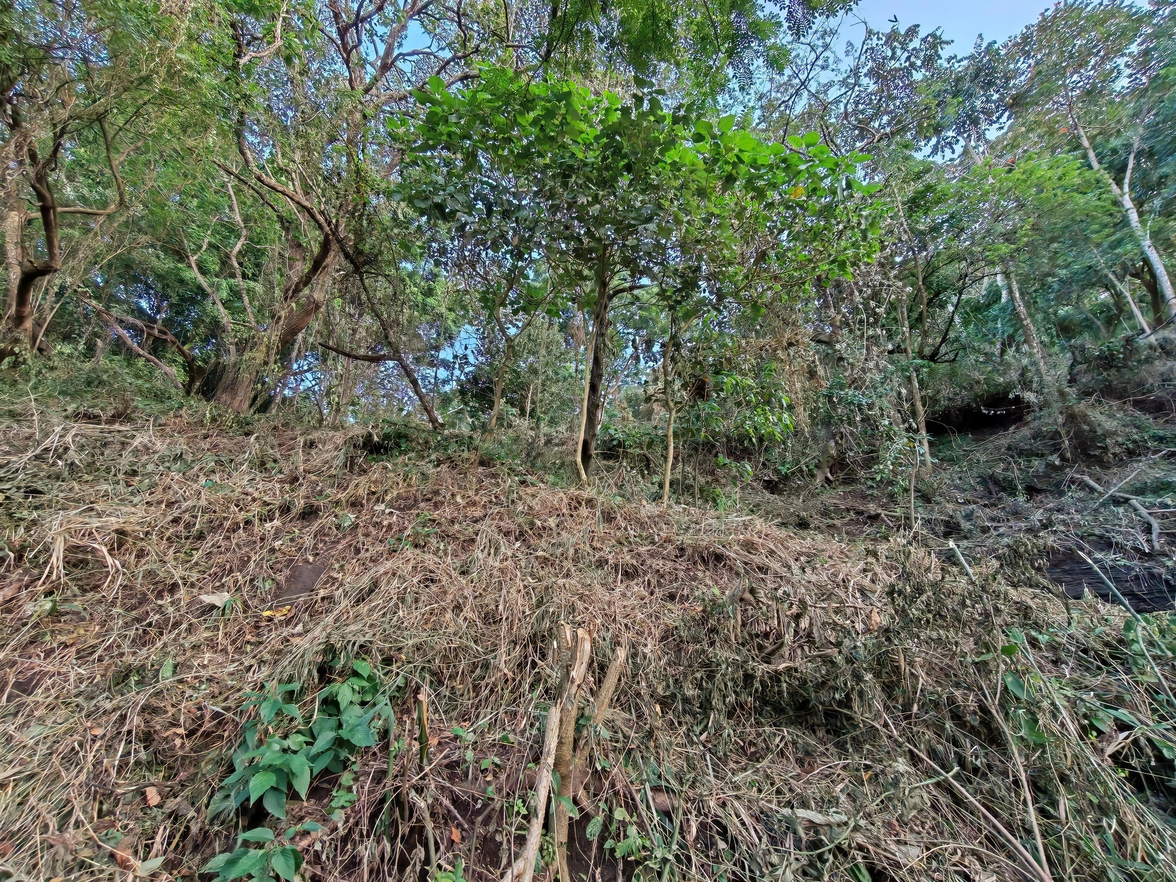 Terreno en Portones 1 Madreselva, fotografía 3